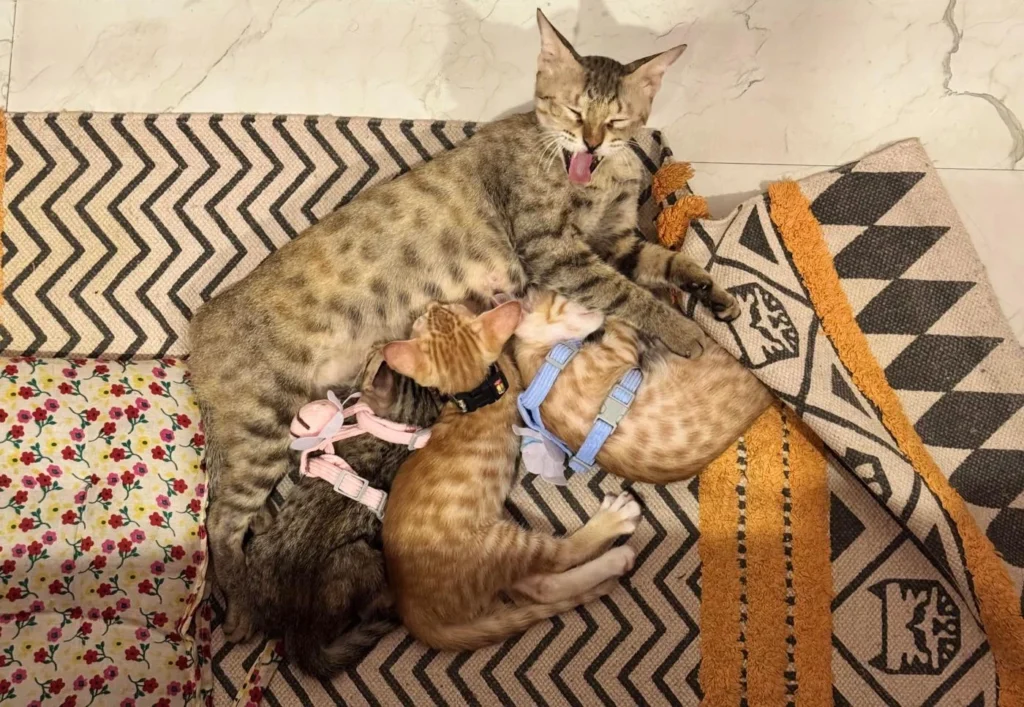 Kittens for Adoption, 8 weeks 5 days old - kitten in Delhi NCR