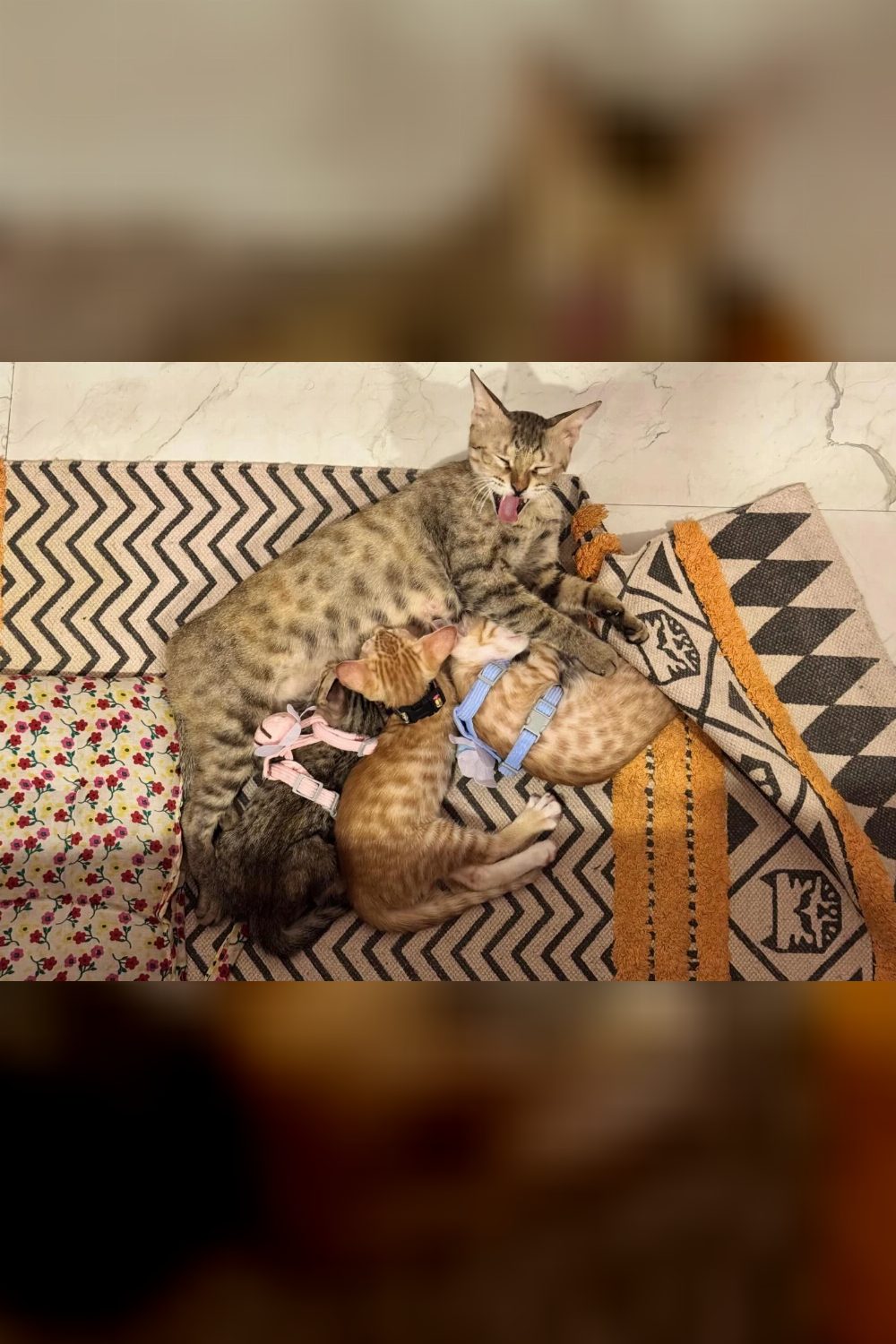 Kittens for Adoption, 8 weeks 5 days old — Delhi NCR