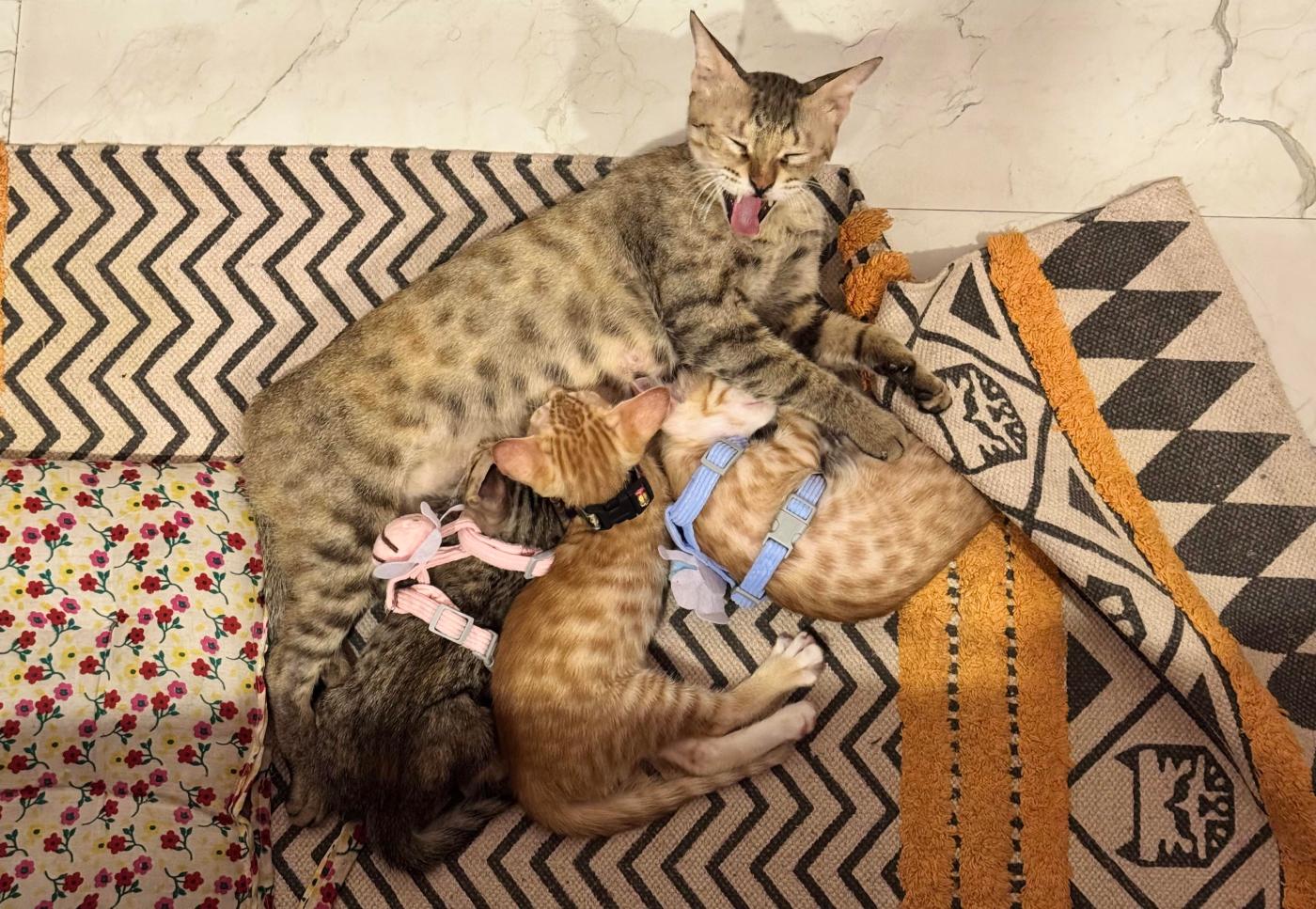 Kittens for Adoption, 8 weeks 5 days old — Delhi NCR
