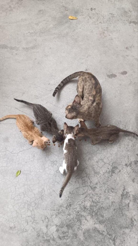 Four kittens rescued in Ghaziabad, Delhi NCR, in need of adoption