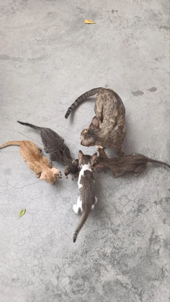 Four kittens rescued in Ghaziabad, Delhi NCR, in need of adoption