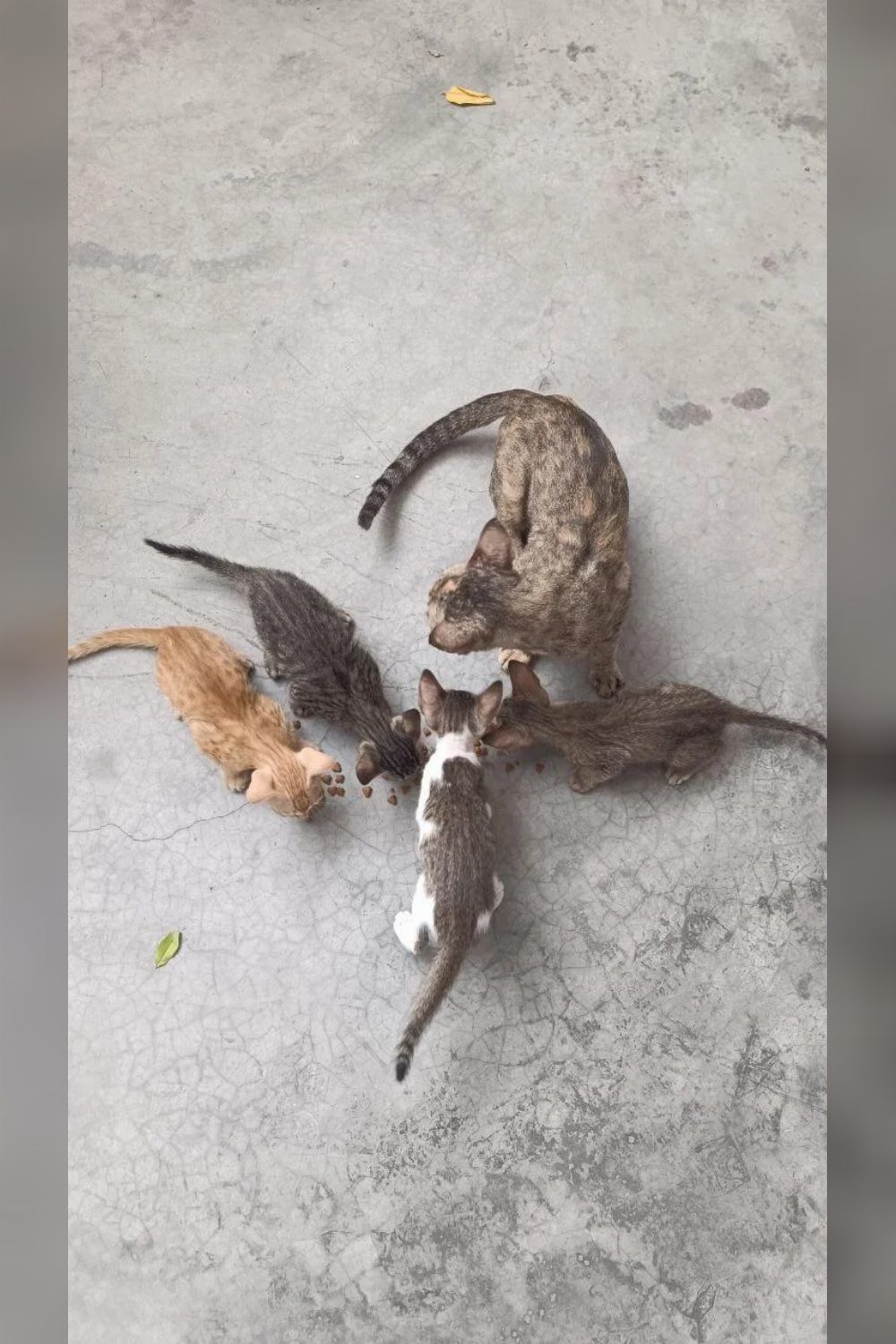 Four kittens for adoption in Ghaziabad โ Delhi NCR