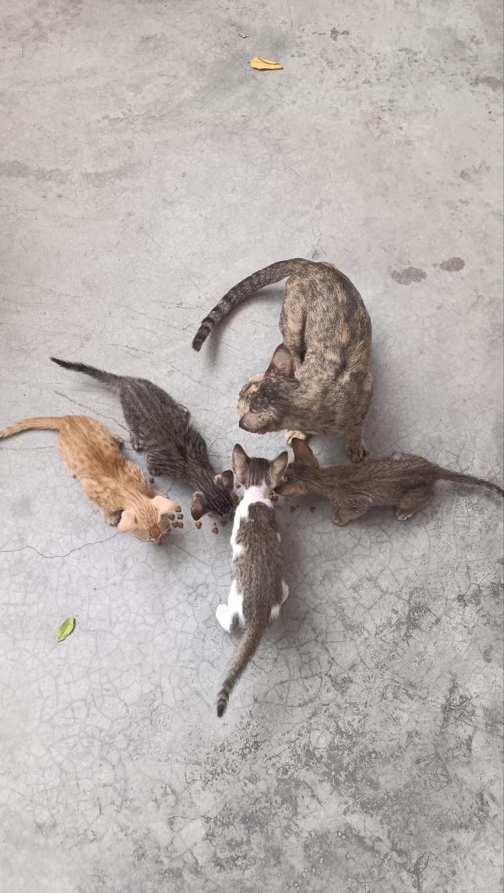 Four kittens for adoption in Ghaziabad — Delhi NCR