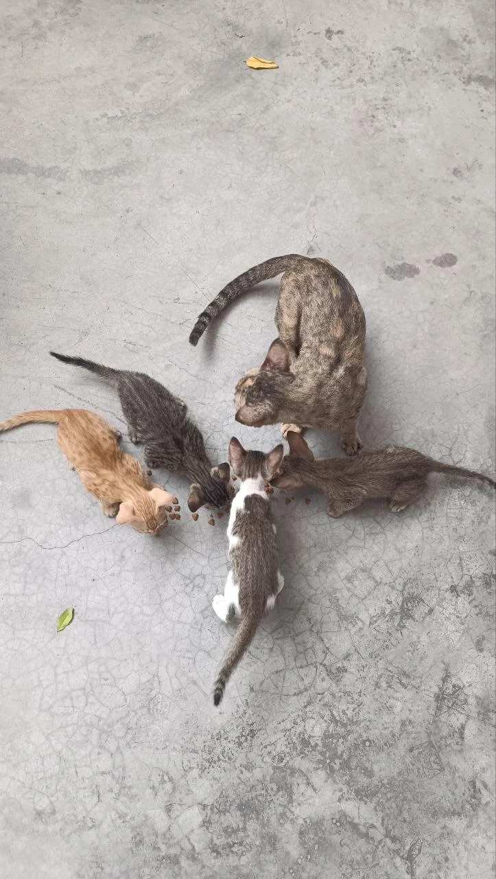 Four kittens for adoption in Ghaziabad in Delhi NCR