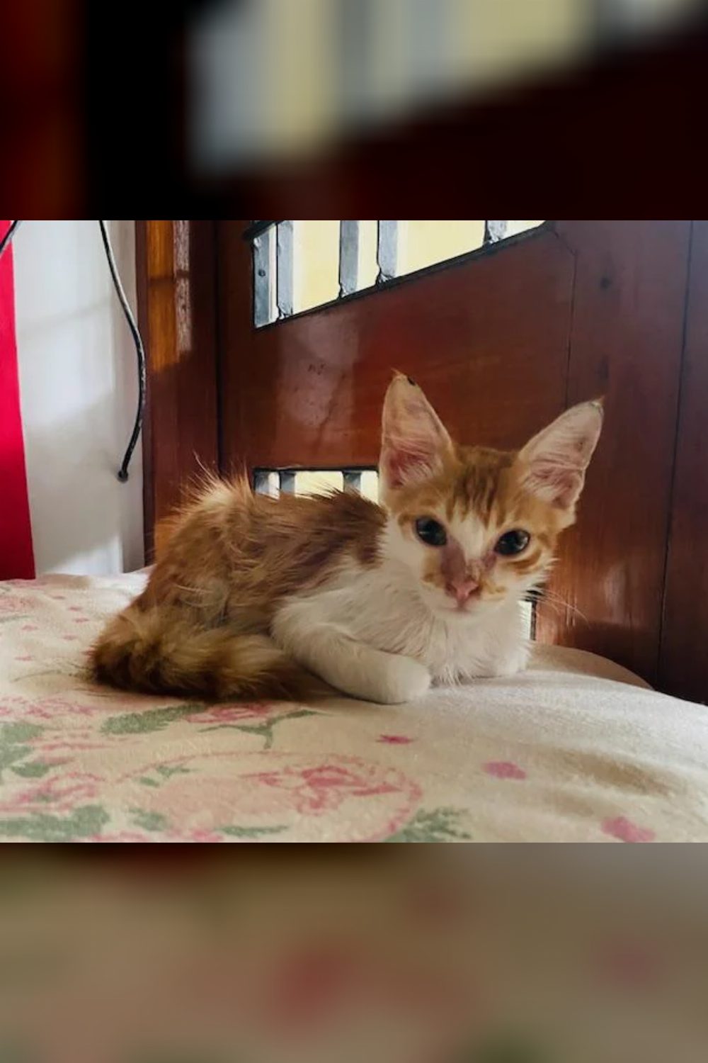 Super Cuddly & Gentle 2-Month-Old Male Kitten Looking for a Loving Home! — Bengaluru