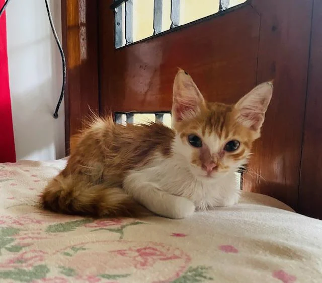 Super Cuddly & Gentle 2-Month-Old Male Kitten Looking for a Loving Home! - kitten for adoption in Bengaluru