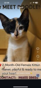 Kitten for adoption