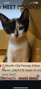 Kitten for adoption