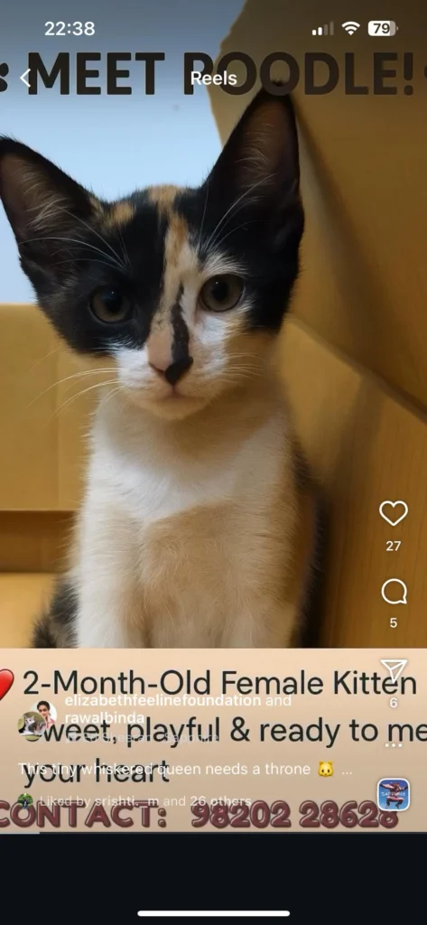 Kitten for adoption - kitten in Ahmedabad