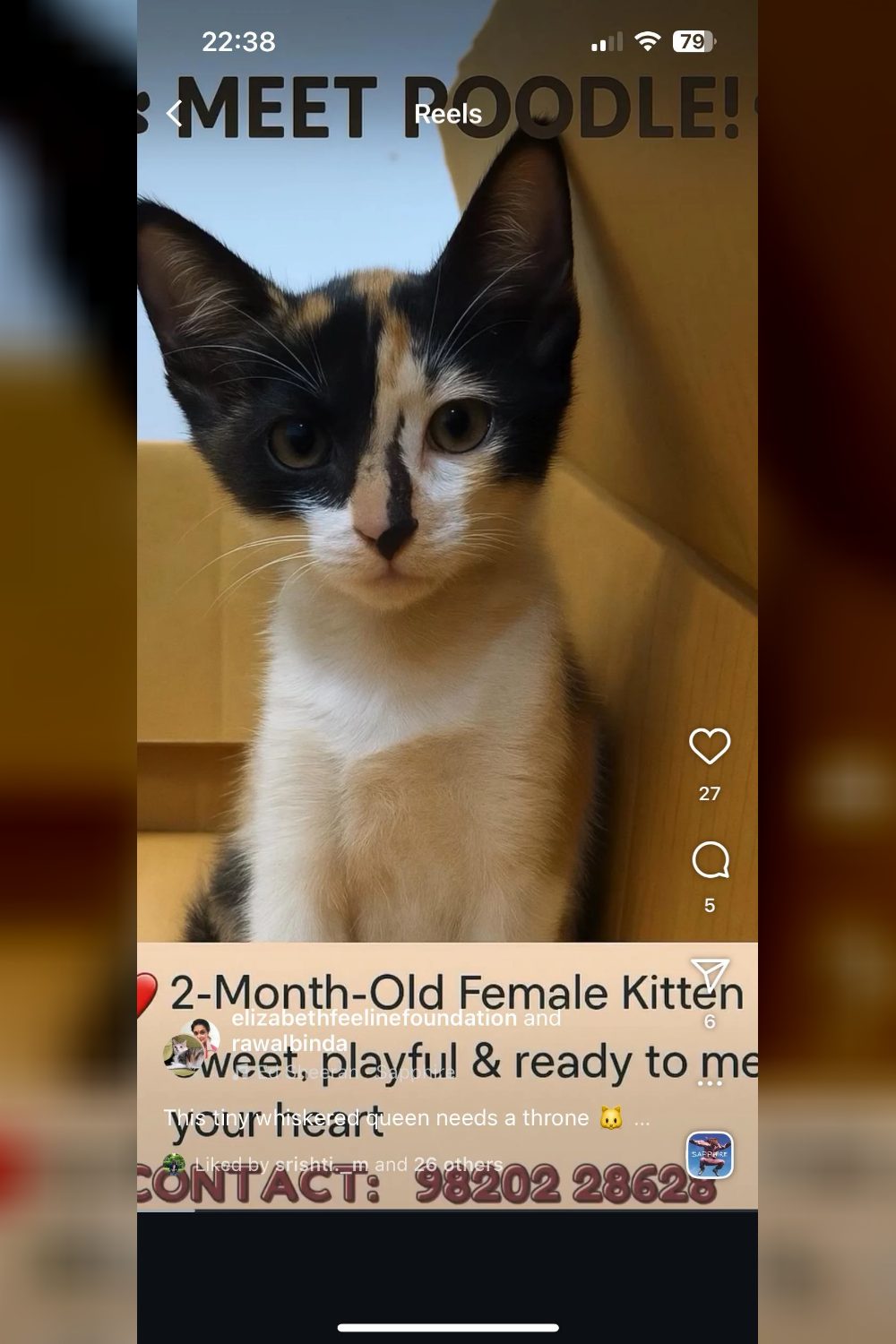 Kitten for adoption — Ahmedabad