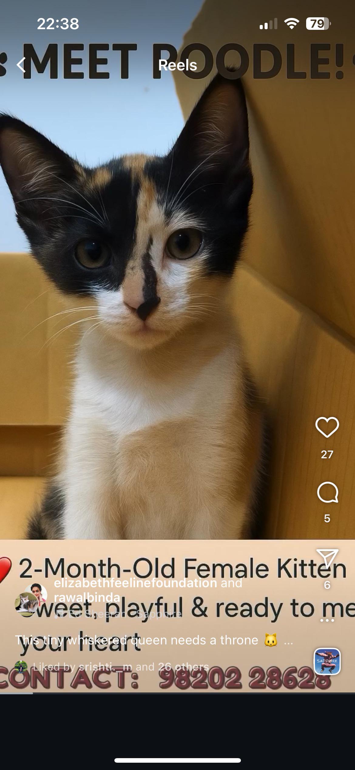 Kitten for adoption — Ahmedabad