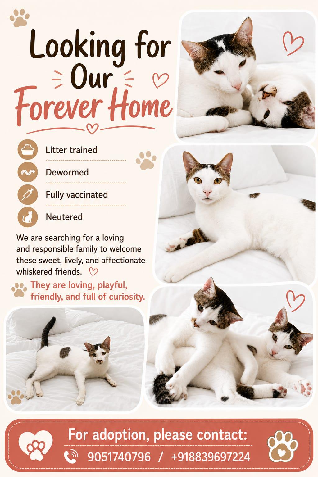 Pebbles and Bambam looking for forever home in Delhi/NCR