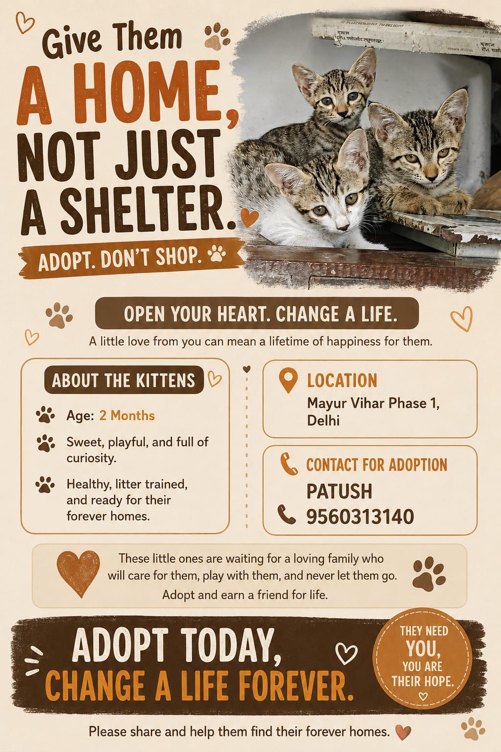 Two-month-old kittens in Mayur Vihar are ready for homes — Delhi NCR