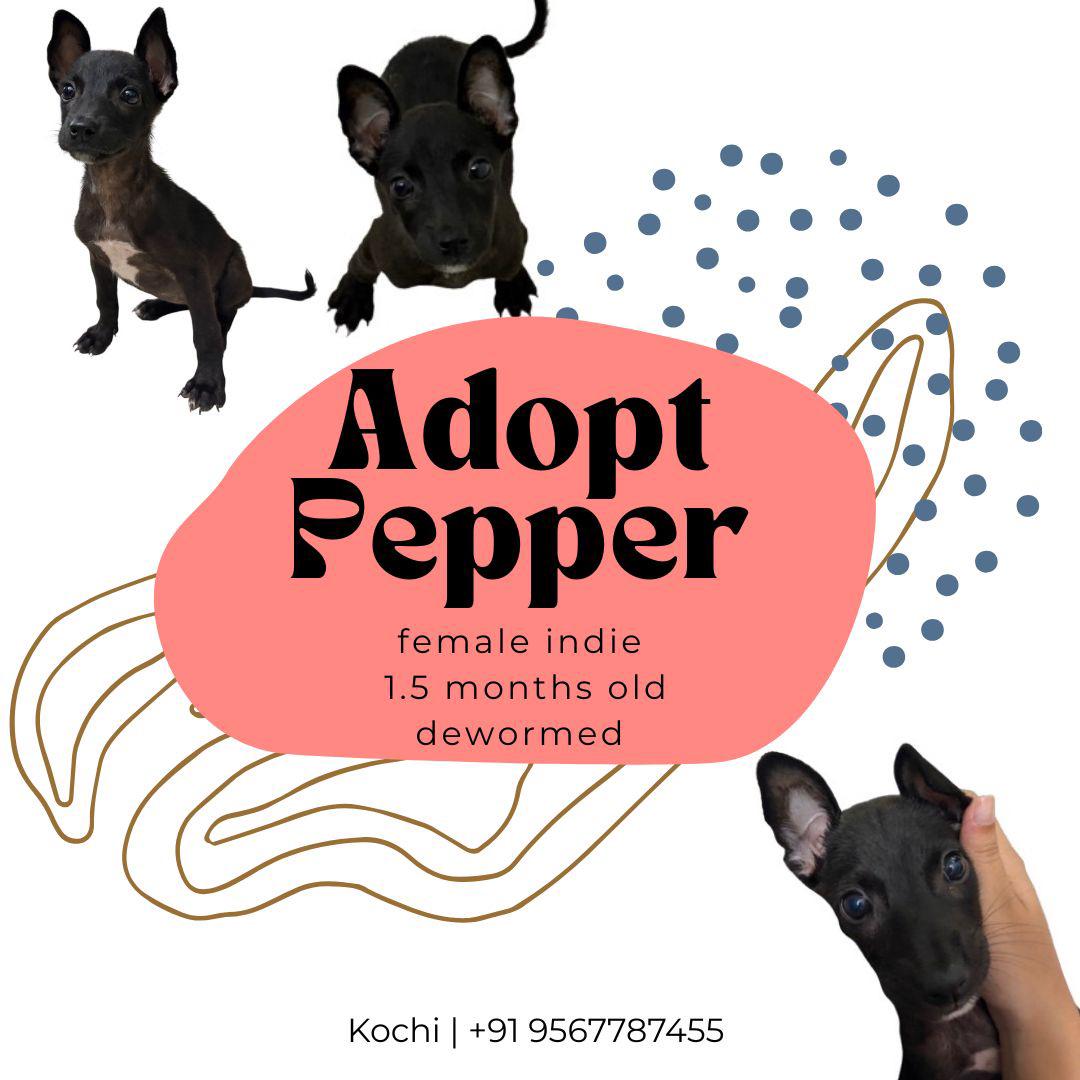 Pepper healed from a roadside wound and is ready for a home — Kochi
