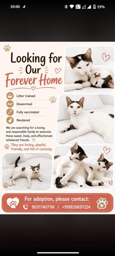 Adoption Appeal Delhi NCR - pet in Delhi NCR