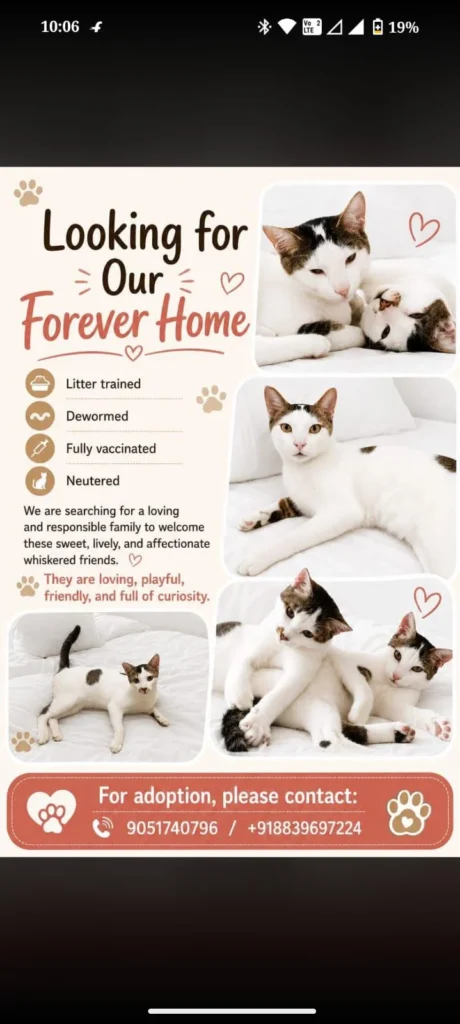 Adoption Appeal Delhi NCR - pet in Delhi NCR
