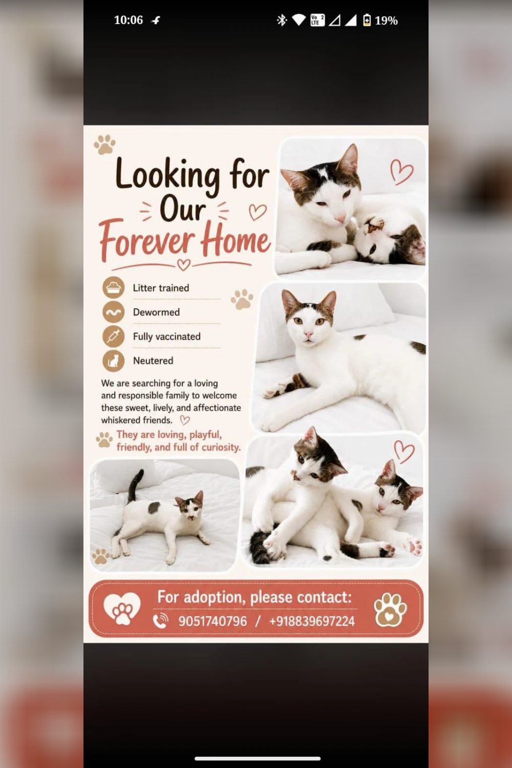 Two year-old cats returned by their adopter need a home — Delhi NCR