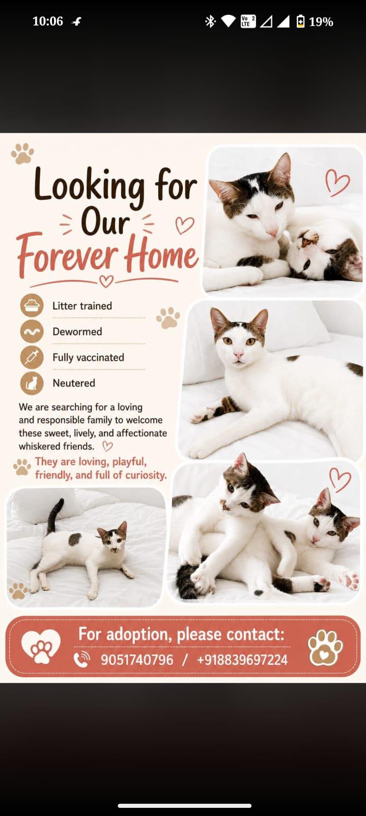 Two year-old cats returned by their adopter need a home — Delhi NCR