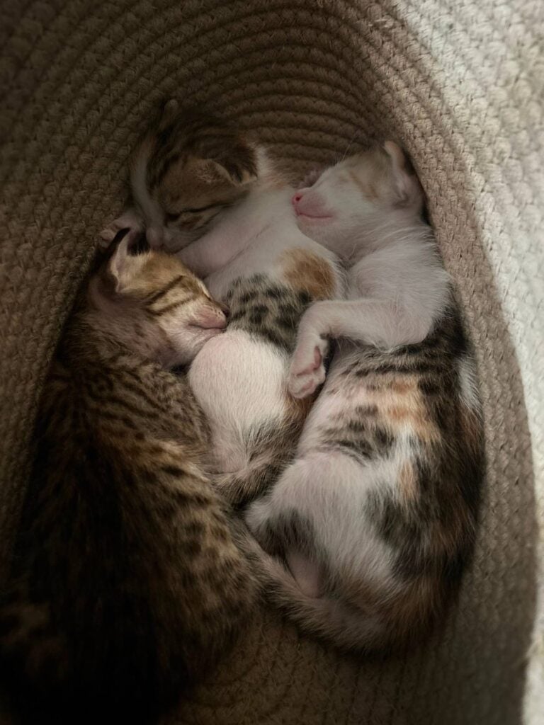 Litter of 21-day-old kittens being raised by their mother, adopters wanted in Delhi NCR