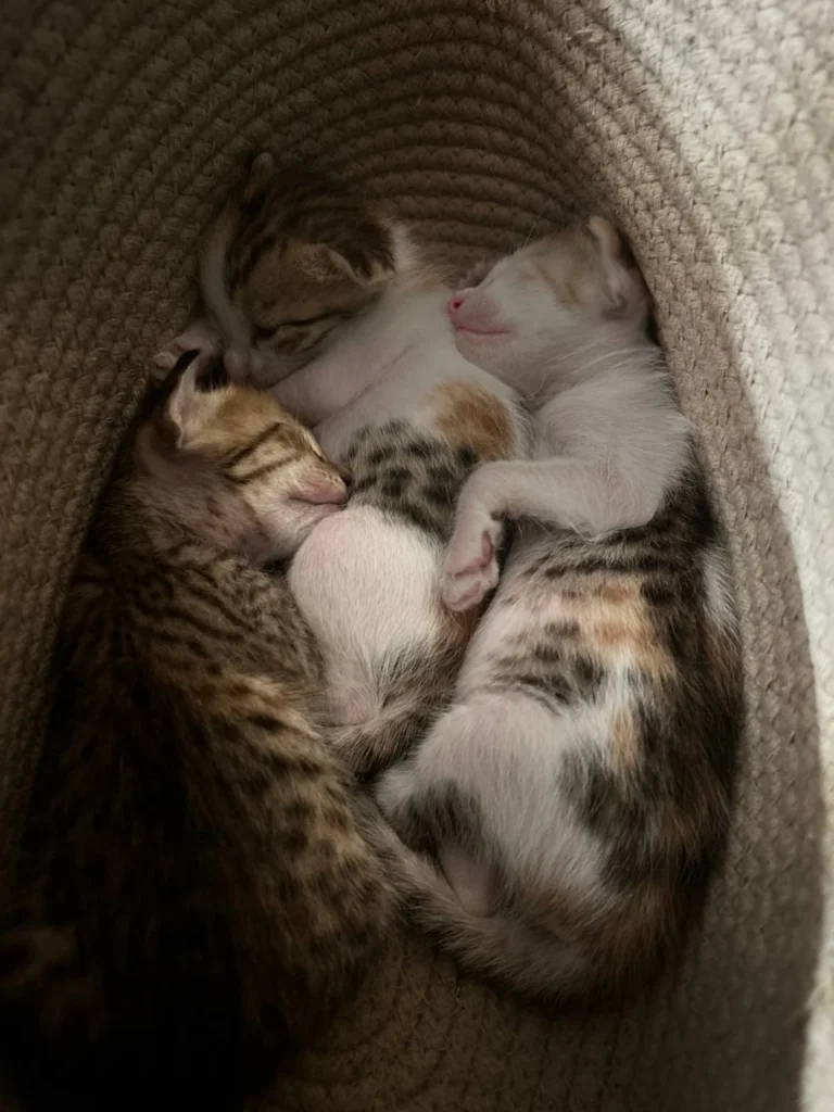 Litter of 21-day-old kittens being raised by their mother, adopters wanted in Delhi NCR