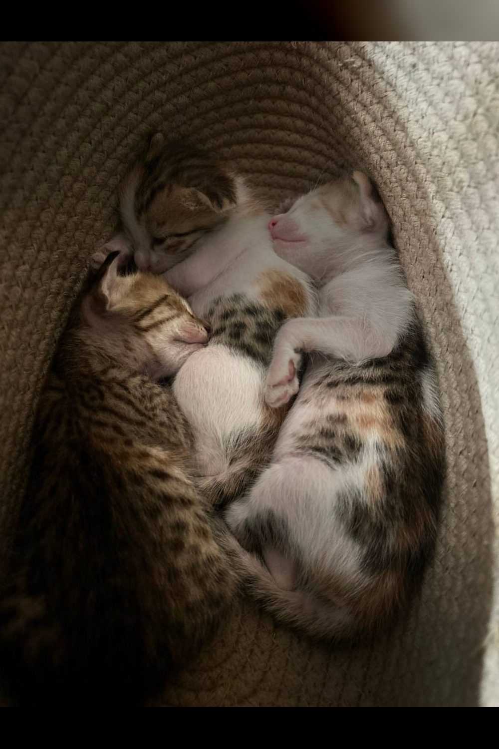 Litter of three-week-old kittens, ready next month — Delhi NCR