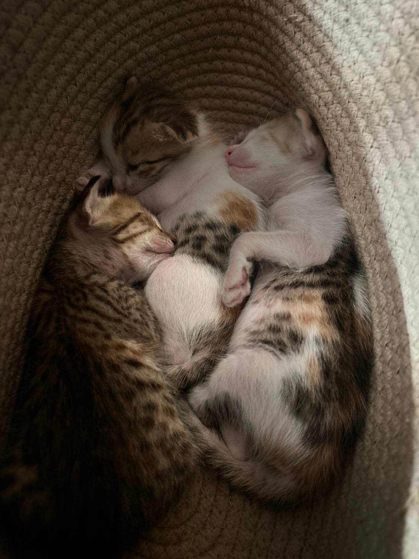 Litter of three-week-old kittens, ready next month — Delhi NCR