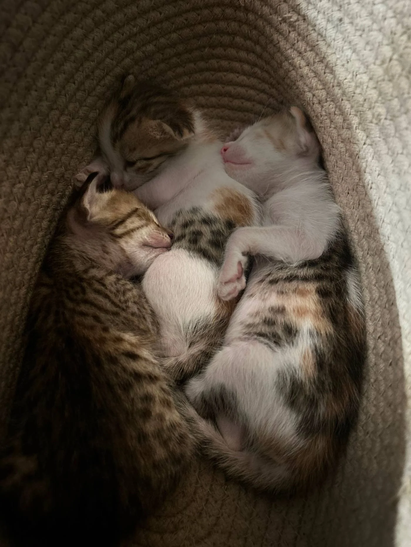 Litter of three-week-old kittens, ready next month in Delhi NCR