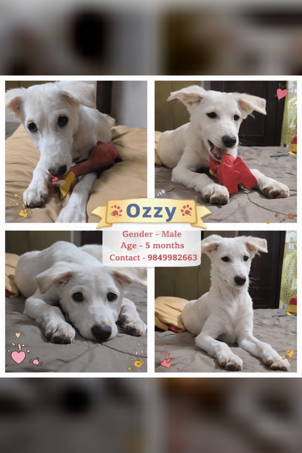 Ozzy needs a home! — Hyderabad