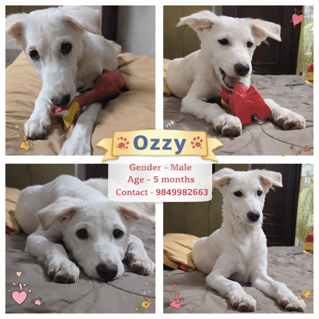 Ozzy - pet for adoption in India