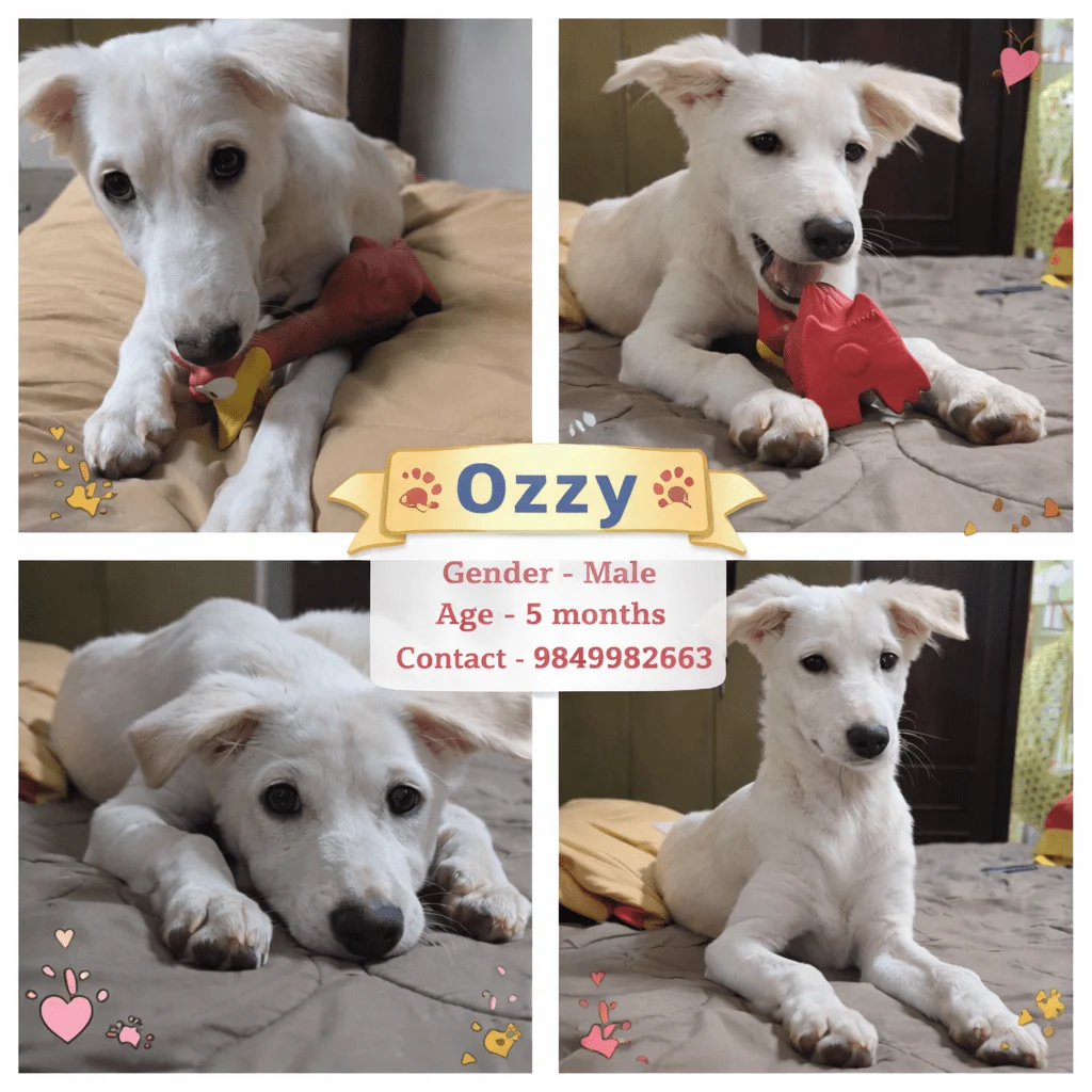 Ozzy - pet for adoption in India