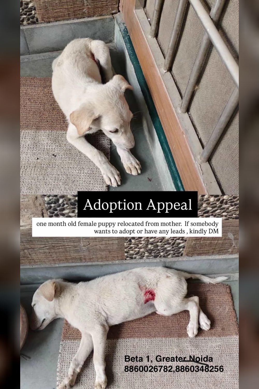 Rescued Baby needs home. Location ncr