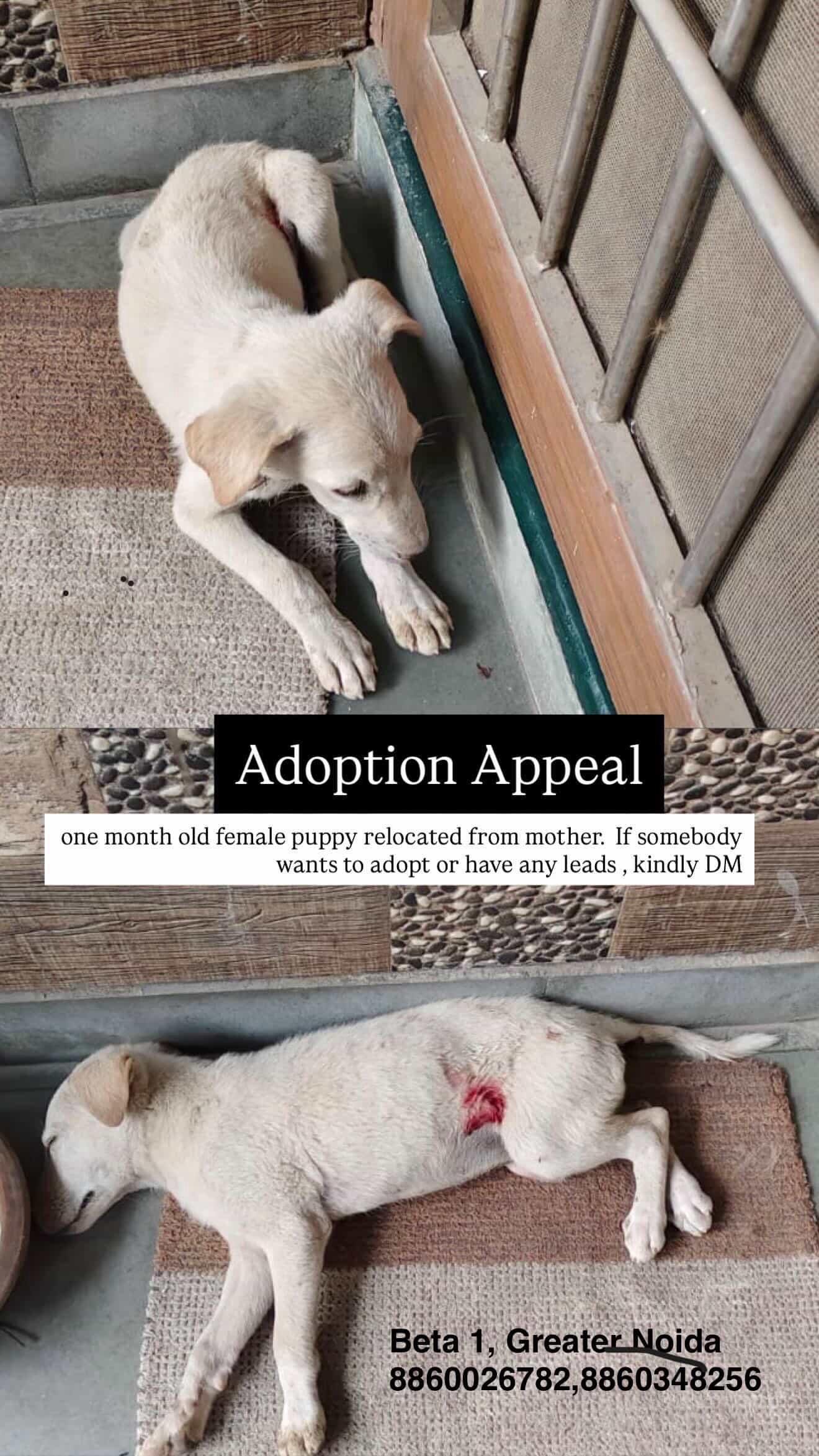 Rescued Baby needs home. Location ncr