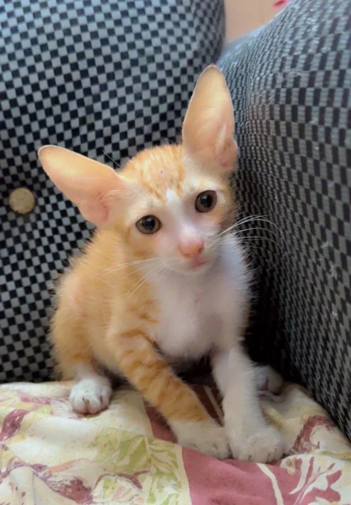 Adopt Muffin - pet in Delhi NCR