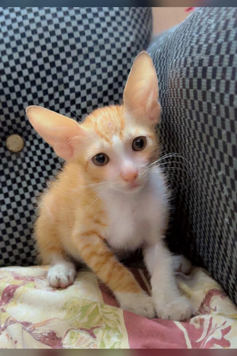 Adopt Muffin — Delhi NCR