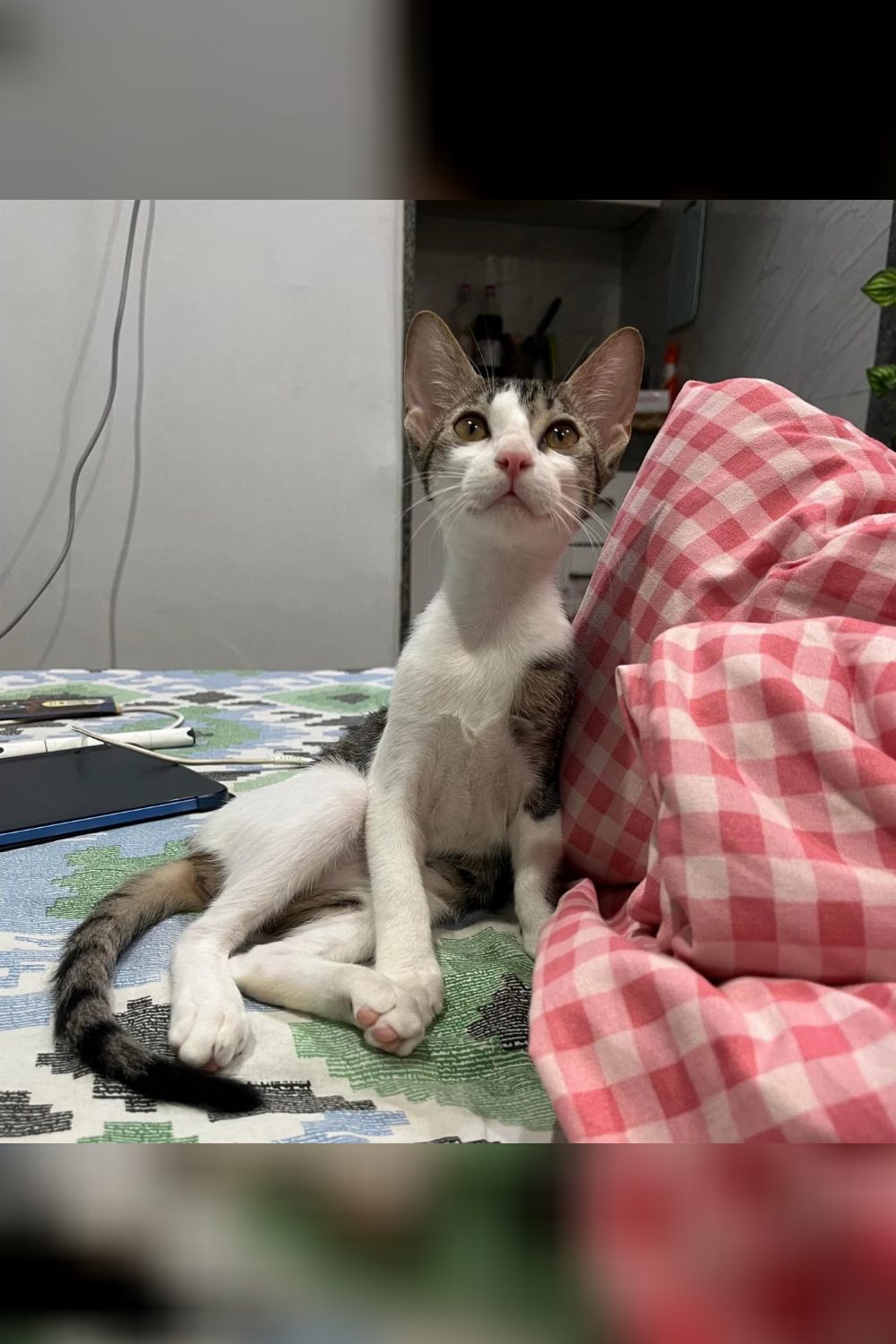 Vaccinated three-month-old female kitten in Palam needs a home โ Delhi NCR