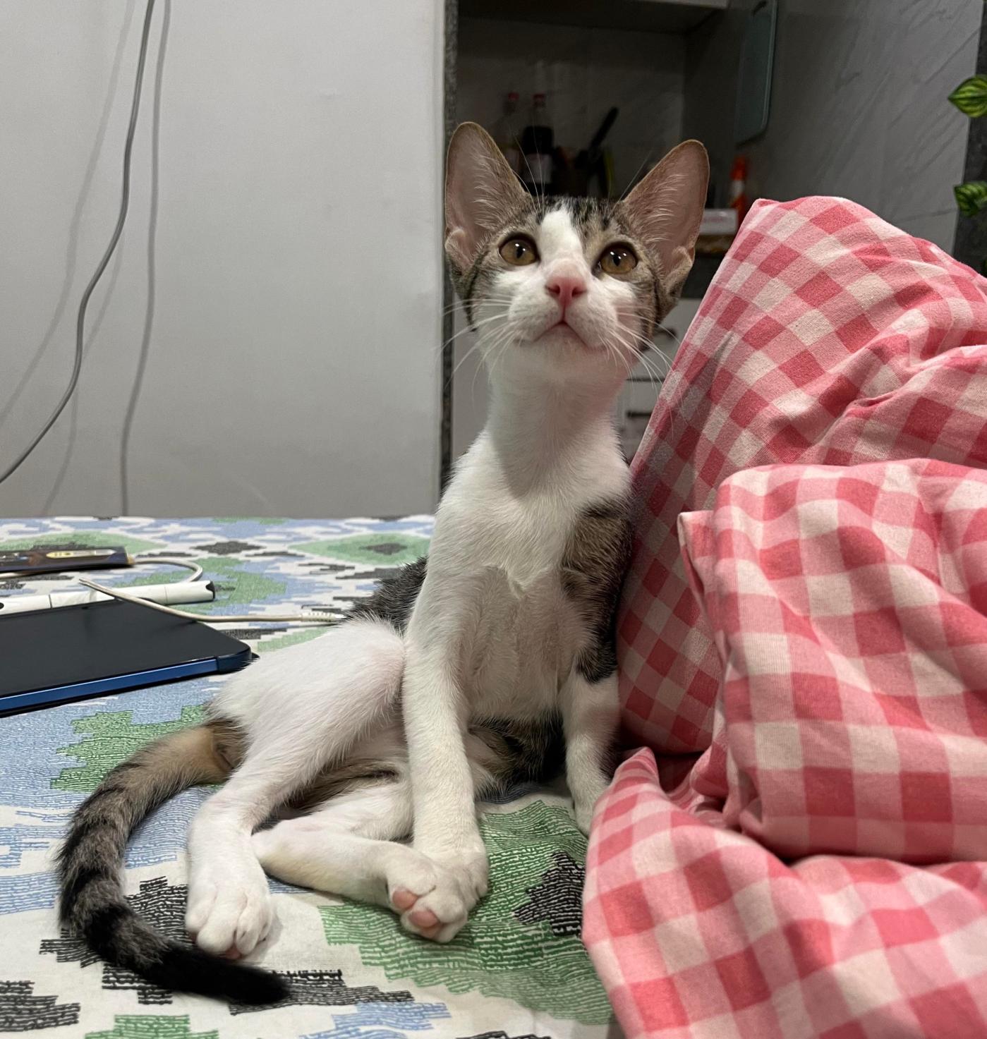Vaccinated three-month-old female kitten in Palam needs a home — Delhi NCR