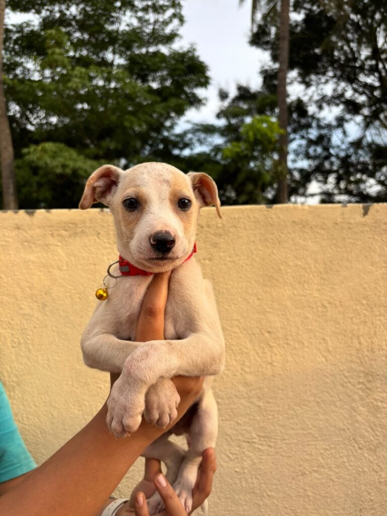 Adoption appeal - pet in Bengaluru (listing 96730)
