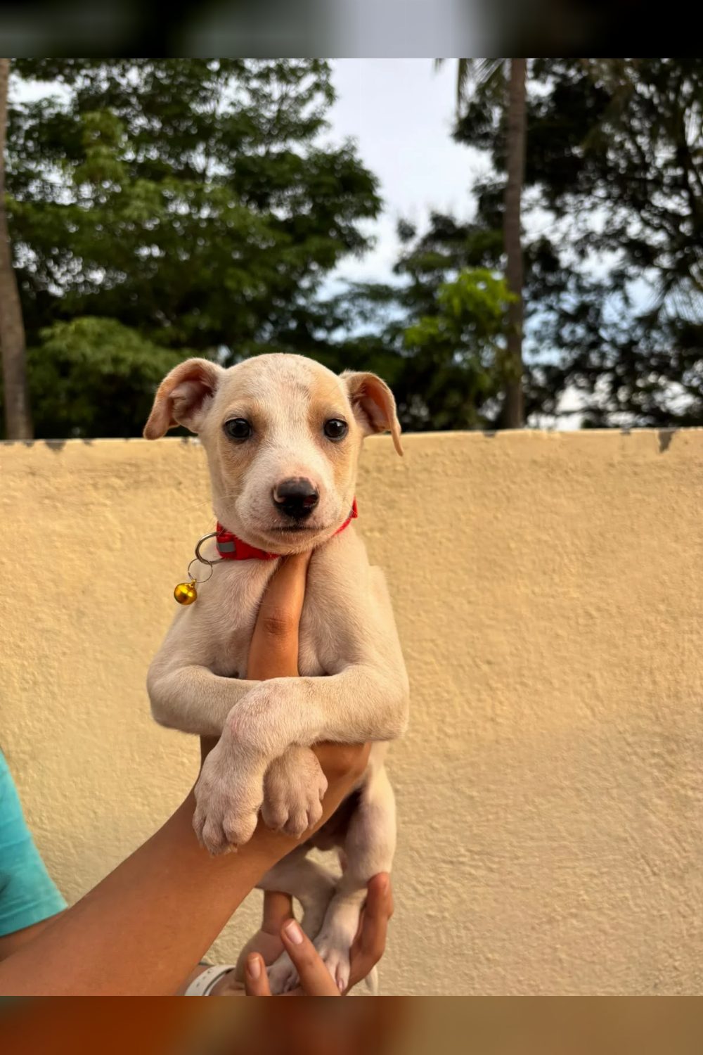 Zozo, a calm street puppy in foster, is looking for his person — Bengaluru