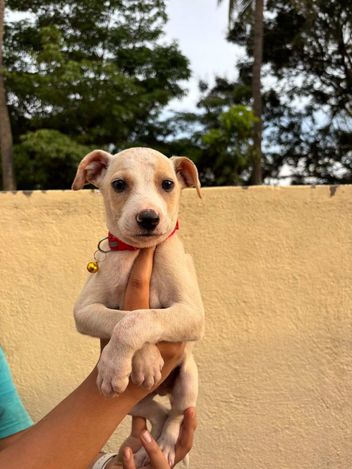 Zozo, a calm street puppy in foster, is looking for his person — Bengaluru