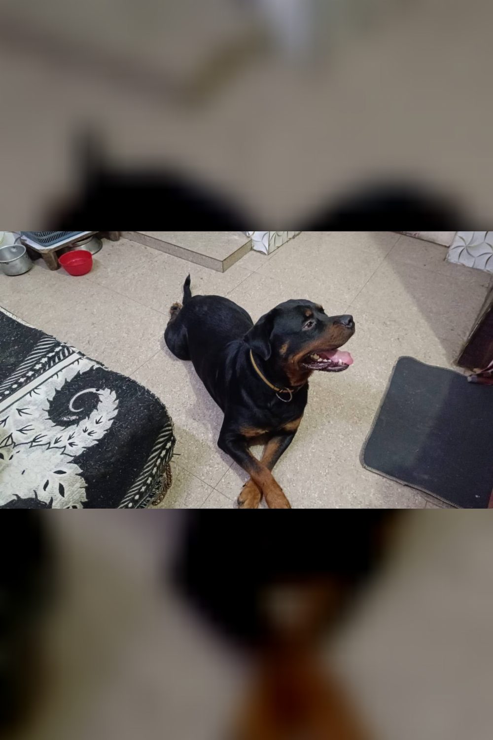 2.5-Year-Old Sterilised Dog in Saket, Delhi