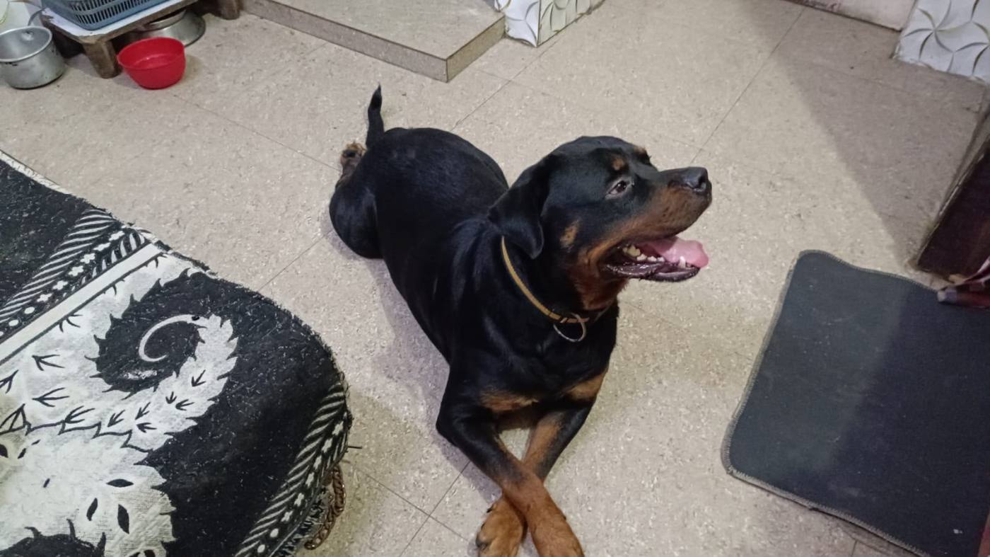 2.5-Year-Old Sterilised Dog in Saket, Delhi