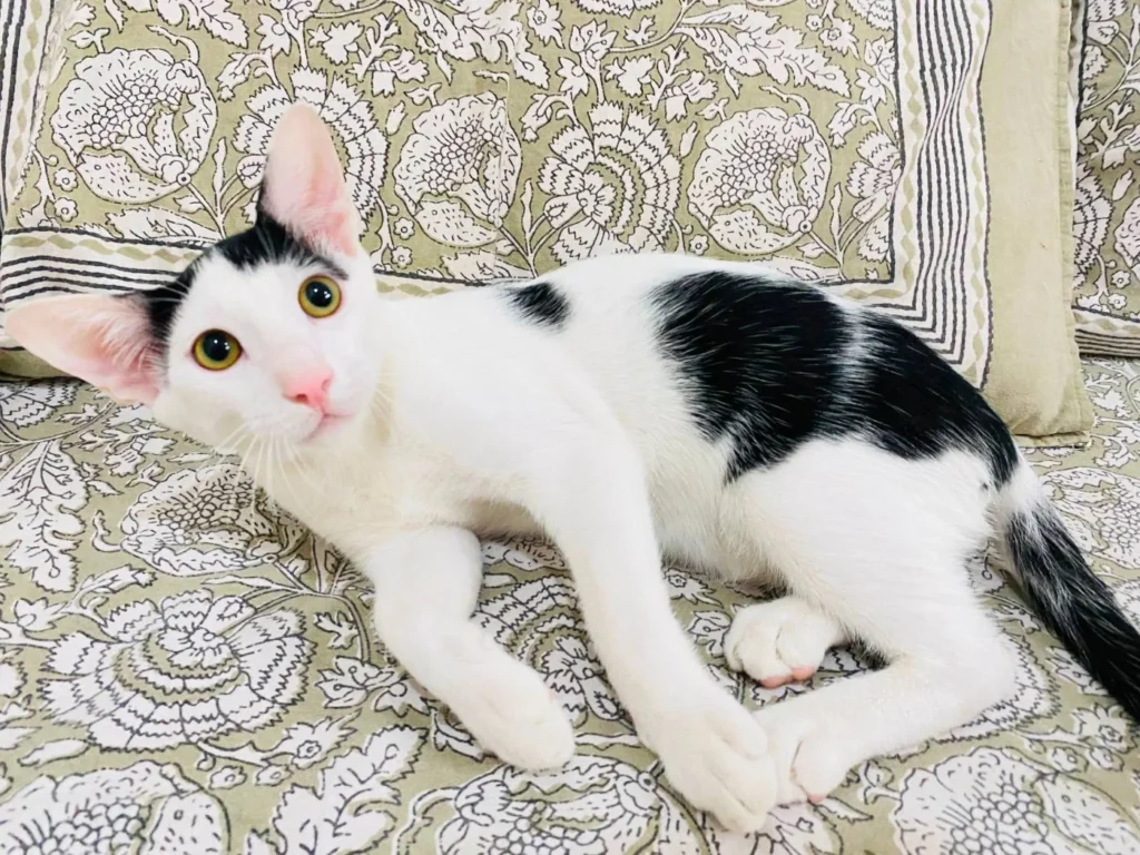 Kitten up for adoption ( male ), Litter trained & dewormed. He's 4.5 months o... - kitten in Delhi NCR