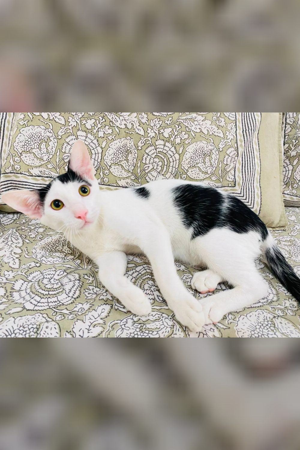 4.5-month-old male kitten, litter trained — Delhi NCR
