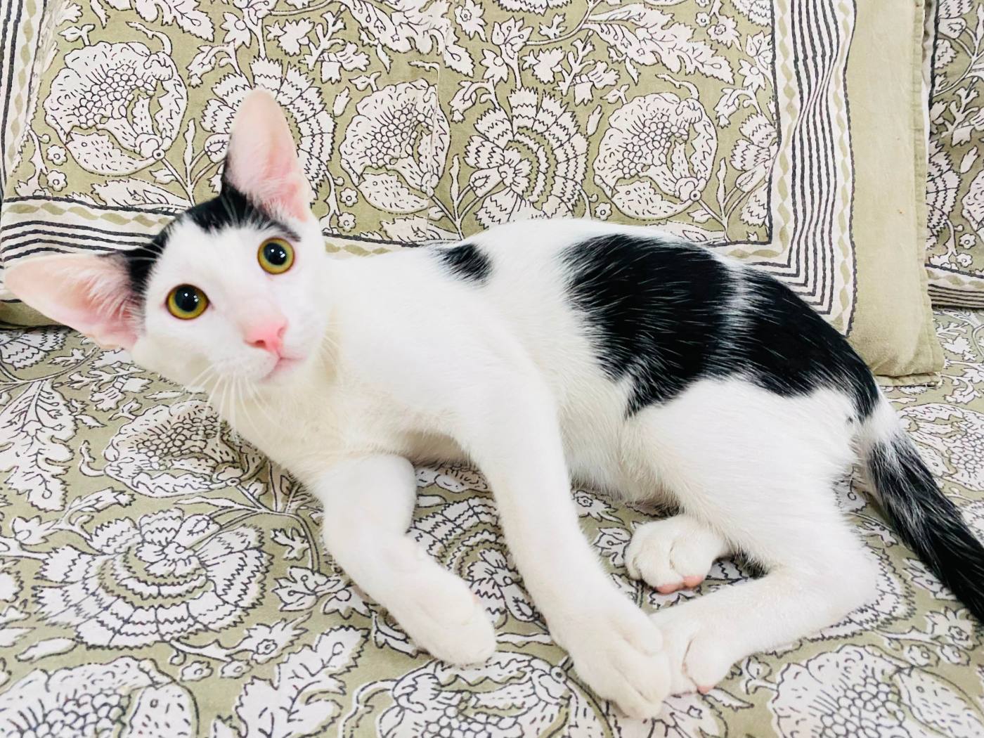 4.5-month-old male kitten, litter trained — Delhi NCR