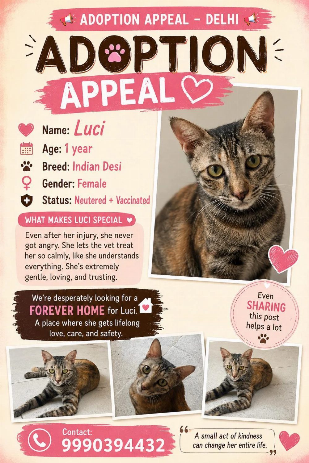 Luci, a one-year-old desi cat who stayed gentle through her injury — Delhi NCR