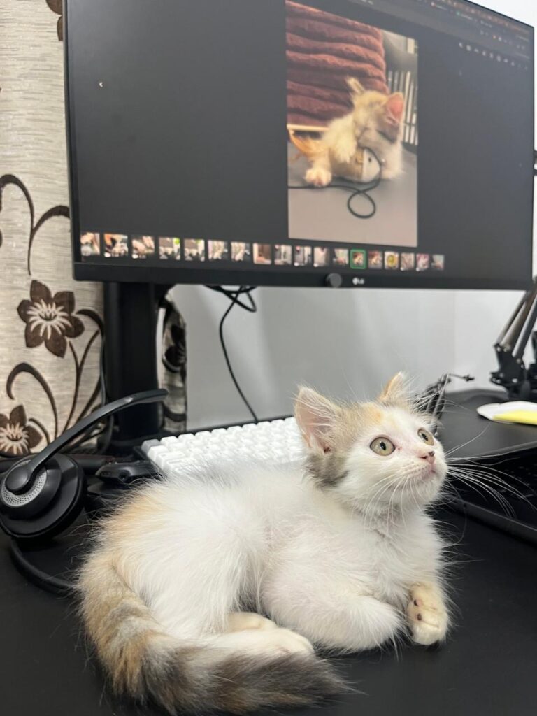 Chickoo is looking for a home #Pune #Kittenadoption (Attempt #2) - kitten in Pune