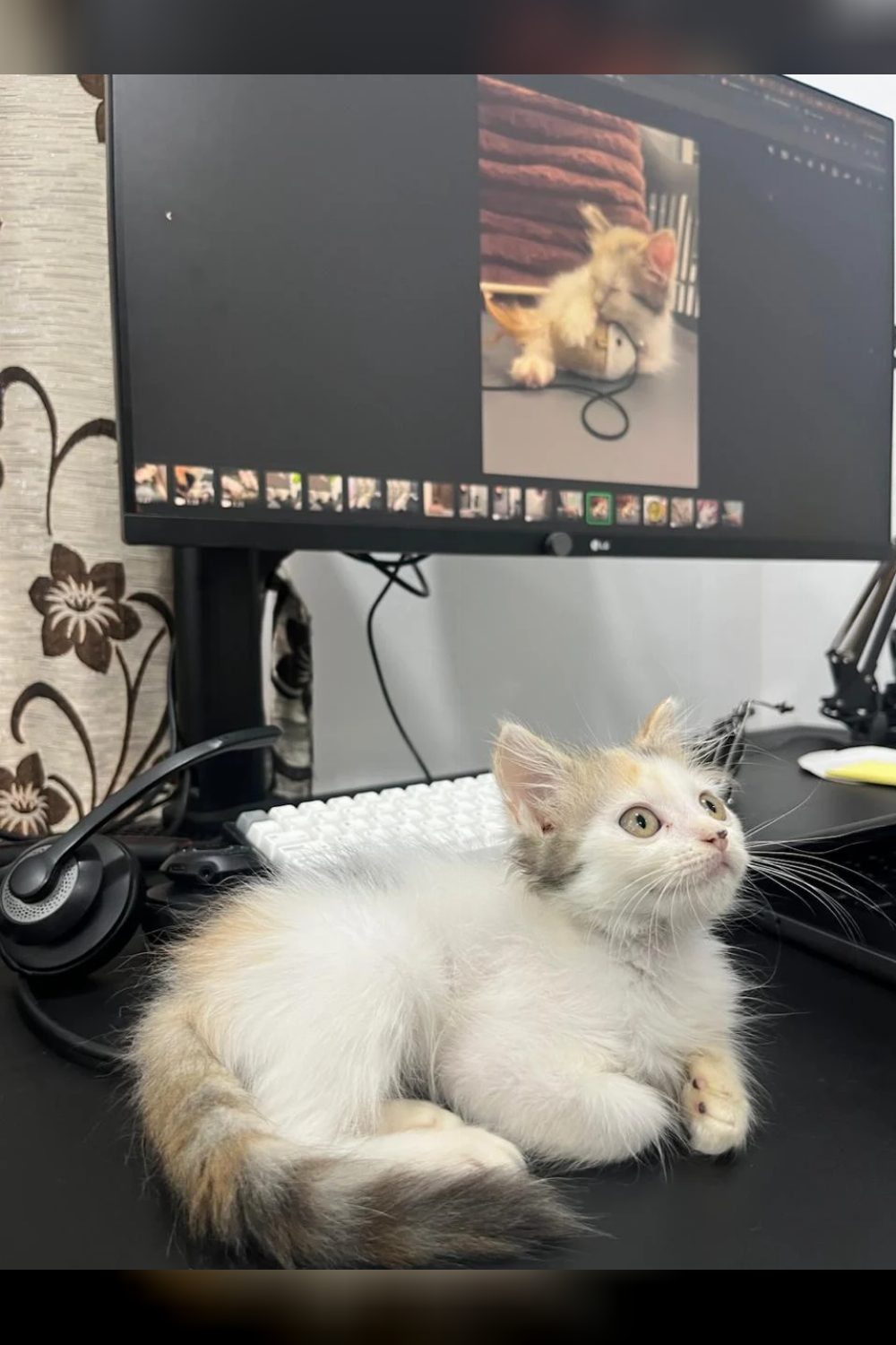 Chickoo, a Playful Litter-Trained Kitten, Needs a New Home — Pune