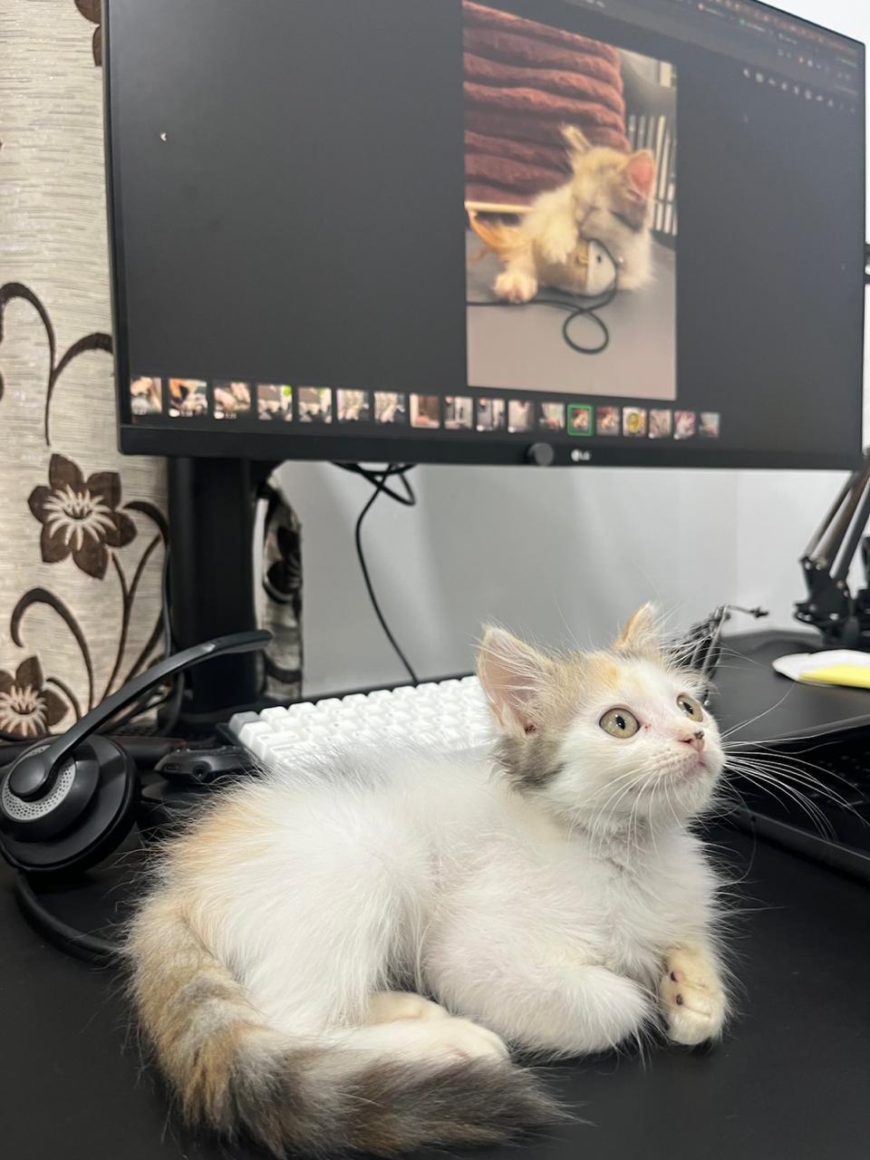Chickoo, a Playful Litter-Trained Kitten, Needs a New Home — Pune