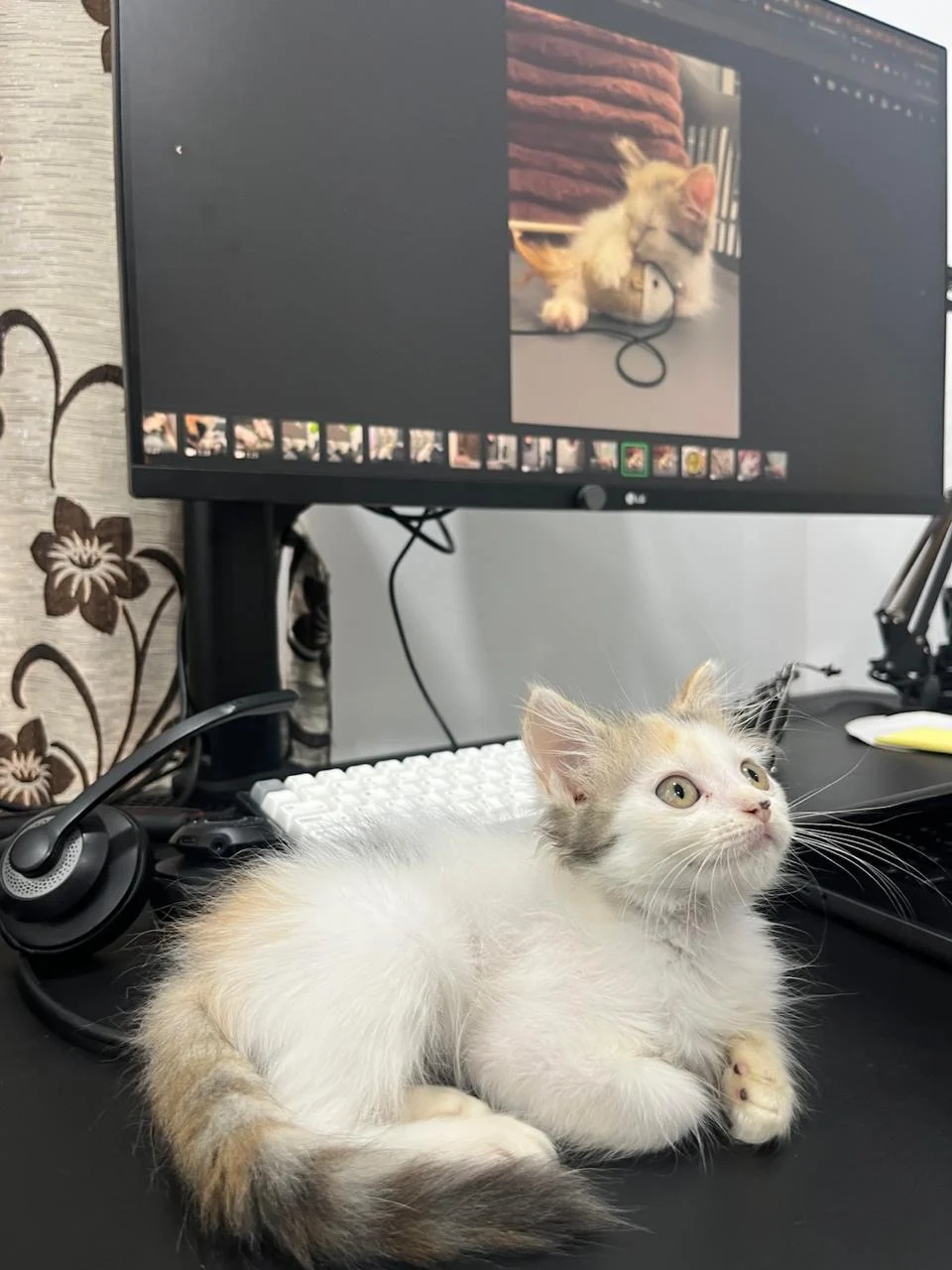 Chickoo, a Playful Litter-Trained Kitten, Needs a New Home in Pune