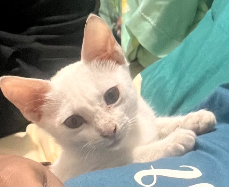 Tsuki, a Litter-Trained Kitten, for Adoption, adoptable cat in Bengaluru